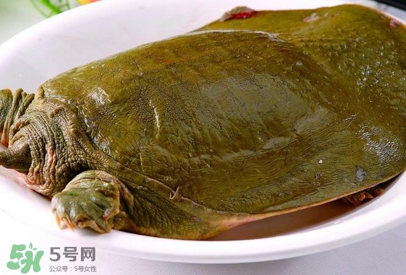 甲魚是熱性還是涼性？甲魚是淡水魚嗎