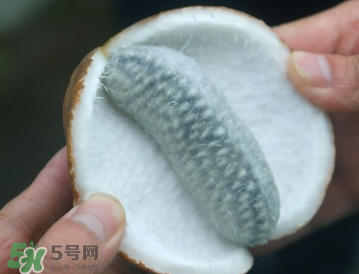 八月瓜可以補(bǔ)腎嗎？八月瓜的營養(yǎng)價(jià)值