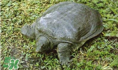 甲魚是烏龜嗎？甲魚是王八嗎？