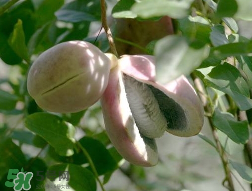 八月瓜可以補(bǔ)腎嗎？八月瓜的營養(yǎng)價(jià)值