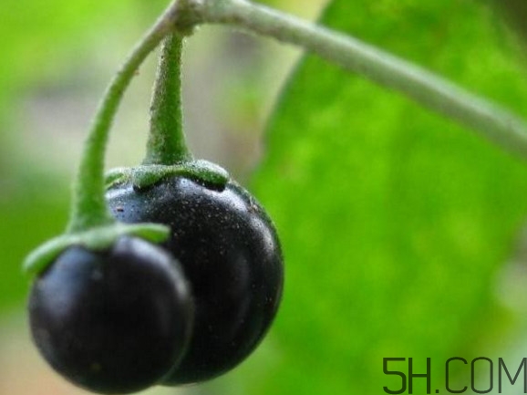 龍葵果可以吃嗎？龍葵果能不能當(dāng)水果吃
