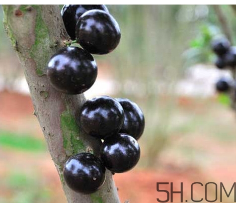 樹(shù)葡萄皮和核能吃嗎？樹(shù)葡萄多久結(jié)果