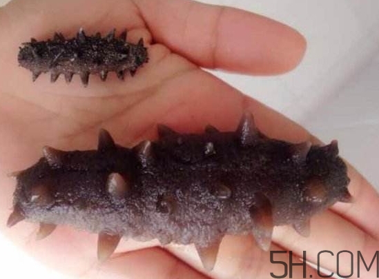 海參是海鮮嗎？海參是動物還是植物？