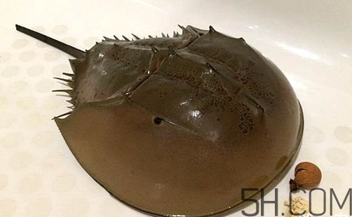 中華鱟是保護(hù)動(dòng)物嗎？中華鱟和圓尾鱟的區(qū)別