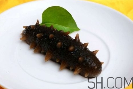 海參是高蛋白食物嗎？海參是素食嗎？