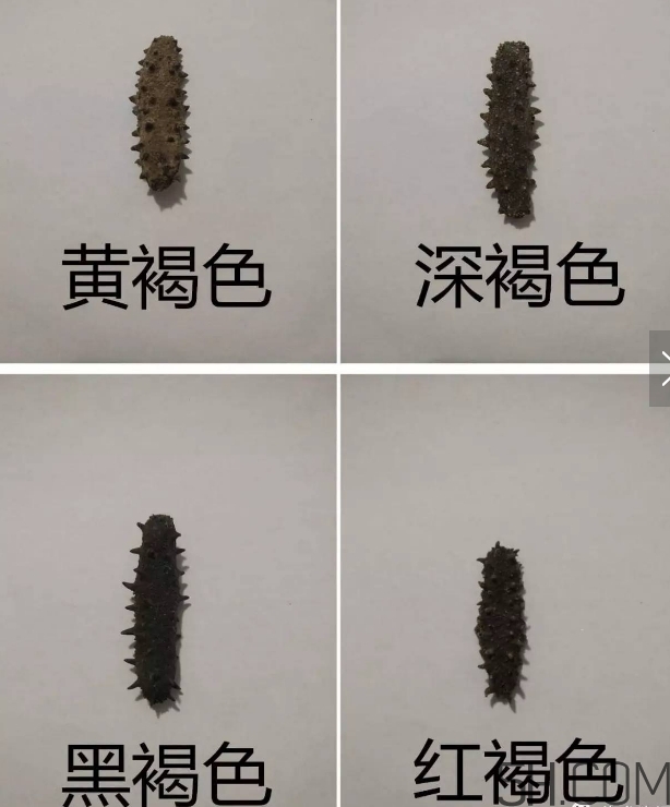 海參顏色深好還是淺好？海參顏色發(fā)白時(shí)怎么回事？