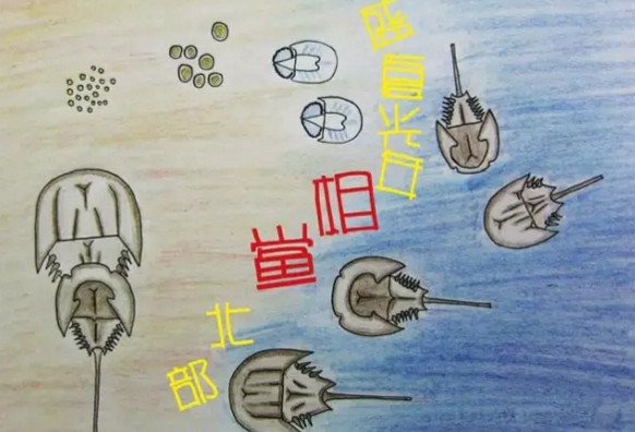 中華鱟能活多久？中華鱟最大能長(zhǎng)多大