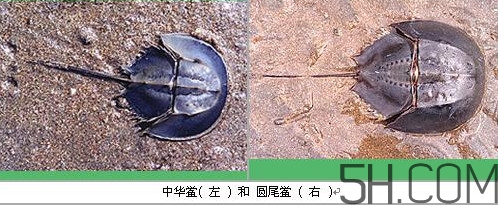 中華鱟是保護(hù)動(dòng)物嗎？中華鱟和圓尾鱟的區(qū)別