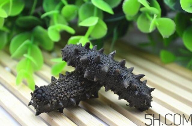 海參是越大越好嗎？海參的生長年限與營養(yǎng)價值有關(guān)嗎？