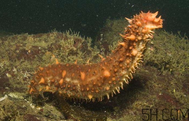 海參是海鮮嗎？海參是動物還是植物？