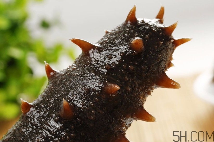 海參是海鮮嗎？海參是動物還是植物？
