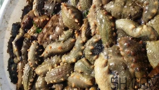 海參顏色深好還是淺好？海參顏色發(fā)白時(shí)怎么回事？