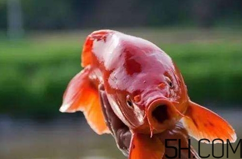 荷包紅鯉魚多少錢一斤？荷包紅鯉魚能吃嗎