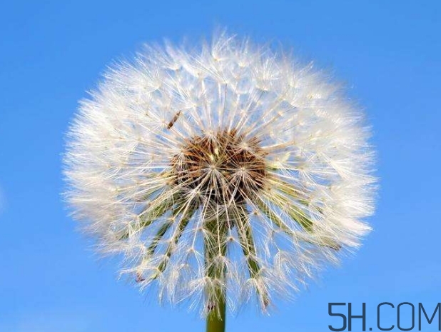 蒲公英能去胎毒嗎？吃什么可以去胎毒？