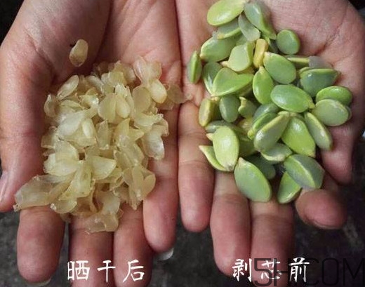 皂角米什么人不能吃？皂角米什么地方產(chǎn)的好？