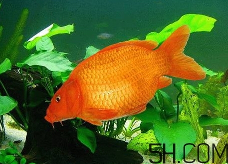 荷包紅鯉魚多少錢一斤？荷包紅鯉魚能吃嗎