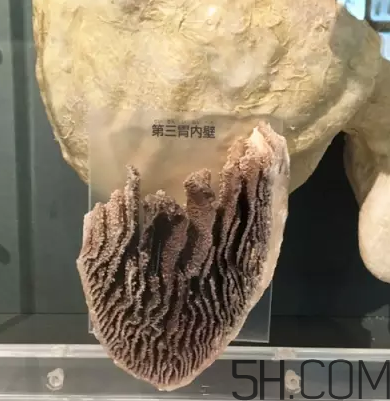 牛百葉和毛肚是一個東西嗎？牛百葉上面有層黑皮能吃嗎？