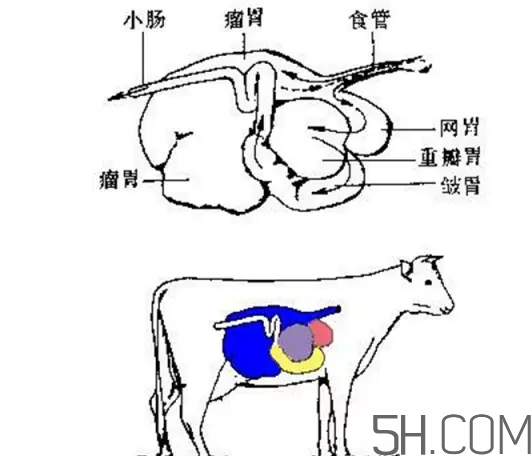 牛百葉和毛肚是一個東西嗎？牛百葉上面有層黑皮能吃嗎？
