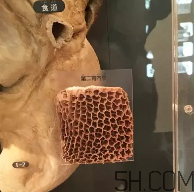 牛百葉和毛肚是一個東西嗎？牛百葉上面有層黑皮能吃嗎？