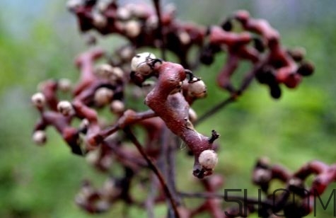 血藤跟拐棗可以一起泡酒嗎？拐棗可以和什么搭配泡酒？