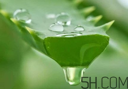 蘆薈泡酒可以喝嗎？蘆薈泡酒治什么??？