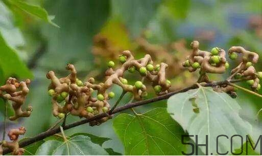 拐棗可以和枸杞一起泡酒嗎？拐棗和枸杞泡酒怎么做？