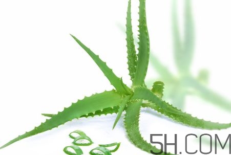 蘆薈泡酒可以喝嗎？蘆薈泡酒治什么??？