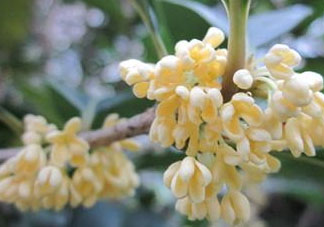 桂花可以放冰箱嗎？新鮮桂花可以放冰箱嗎？
