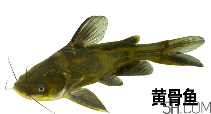 黃骨魚是發(fā)物嗎？黃骨魚是什么魚？