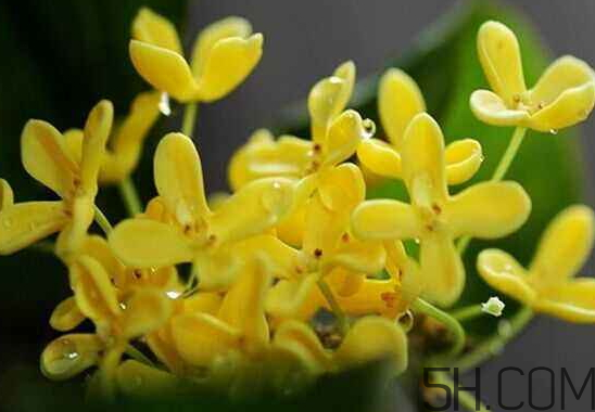 桂花可以放冰箱嗎？新鮮桂花可以放冰箱嗎？