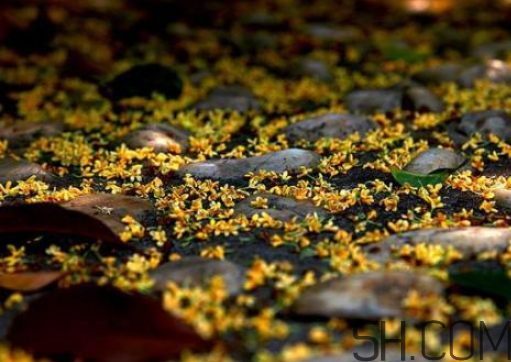 桂花可以放冰箱嗎？新鮮桂花可以放冰箱嗎？
