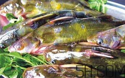 黃骨魚是發(fā)物嗎？黃骨魚是什么魚？