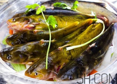 黃骨魚是發(fā)物嗎？黃骨魚是什么魚？