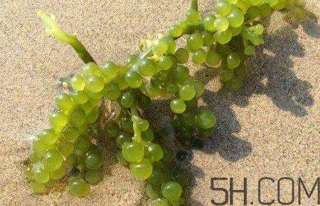 海葡萄有什么功效？海葡萄人工養(yǎng)殖條件