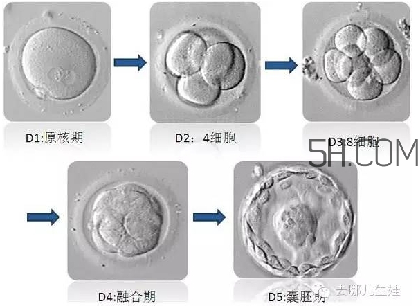 試管嬰兒有什么風(fēng)險？試管嬰兒長大后的弊端