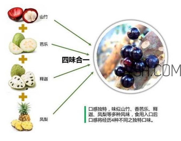 嘉寶果怎么吃？嘉寶果什么時候種植