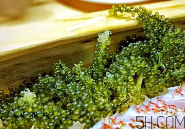 海葡萄有什么功效？海葡萄人工養(yǎng)殖條件