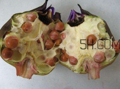 芡實有什么作用？芡實是哪里的特產(chǎn)