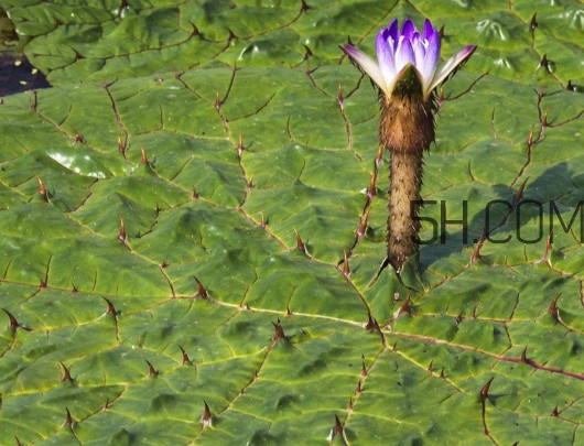 芡實是蓮子嗎？芡實是長在哪里的