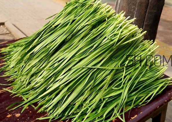 立秋后可以種韭菜嗎？怎樣種韭菜？