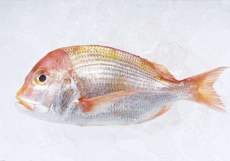 鯛魚是什么魚？鯛魚是什么樣子的