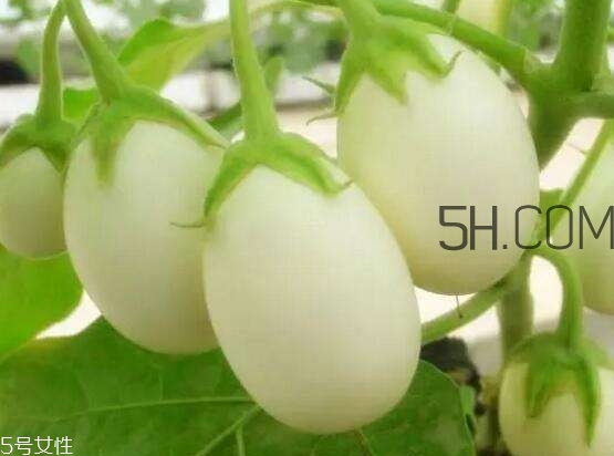蛋樹果實(shí)可以吃嗎？蛋樹長(zhǎng)什么樣