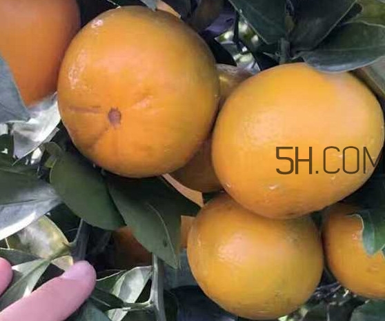 種皇帝柑1棵成本多少？皇帝柑怎么種植