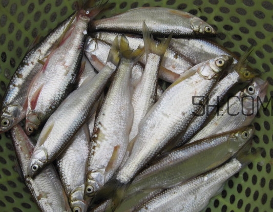 刁子魚(yú)是什么魚(yú)？刁子魚(yú)是翹嘴鲌嗎