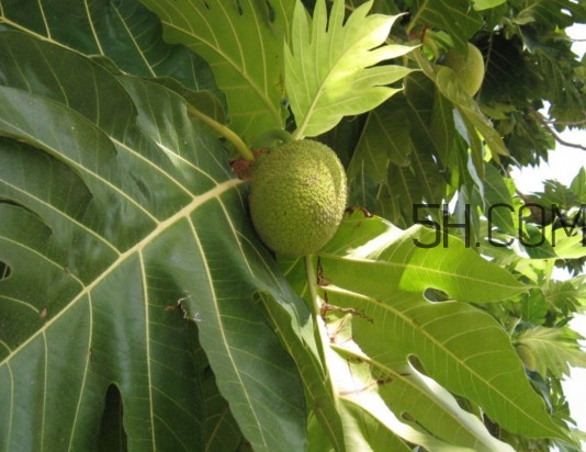 猴面包樹和面包樹是同一種植物嗎？猴面包樹能在北方種植嗎