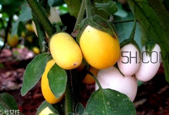 蛋樹果實(shí)可以吃嗎？蛋樹長(zhǎng)什么樣