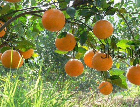 貢柑怎么預(yù)防裂果？貢柑種植管理技術(shù)