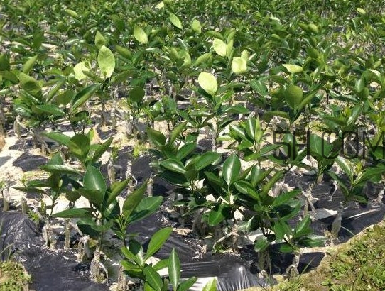 貢柑怎么預(yù)防裂果？貢柑種植管理技術(shù)