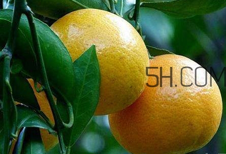 貢柑怎么預(yù)防裂果？貢柑種植管理技術(shù)