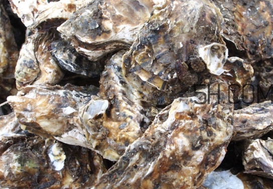 海蠣怎么做好吃？海蠣是怎么生長(zhǎng)出來(lái)的